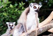 Lemuri 1